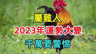 【屬雞人】2023年運勢大變，有大事發生，千萬要警惕！