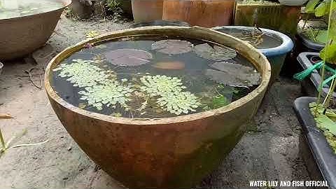 NGẮM VÀ LẬT CHẬU HOA SÚNG TÁCH BỚT CÂY ẤU THÁI CÙNG RONG ĐUÔI CHÓ CHO CÁC HỒ KHÁC