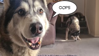 Husky gets told to remember one simple thing! And this happens 🙈
