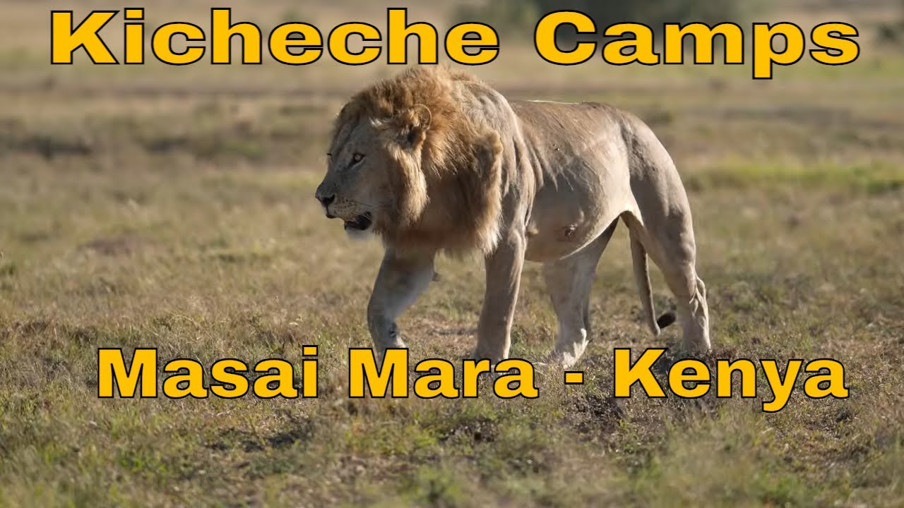 Первый опыт сафари в Кении | Внутри лагеря Кичече, Масаи Мара
