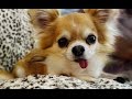 Cute And Funny Chihuahua Puppies Videos Compilation - NEW HD