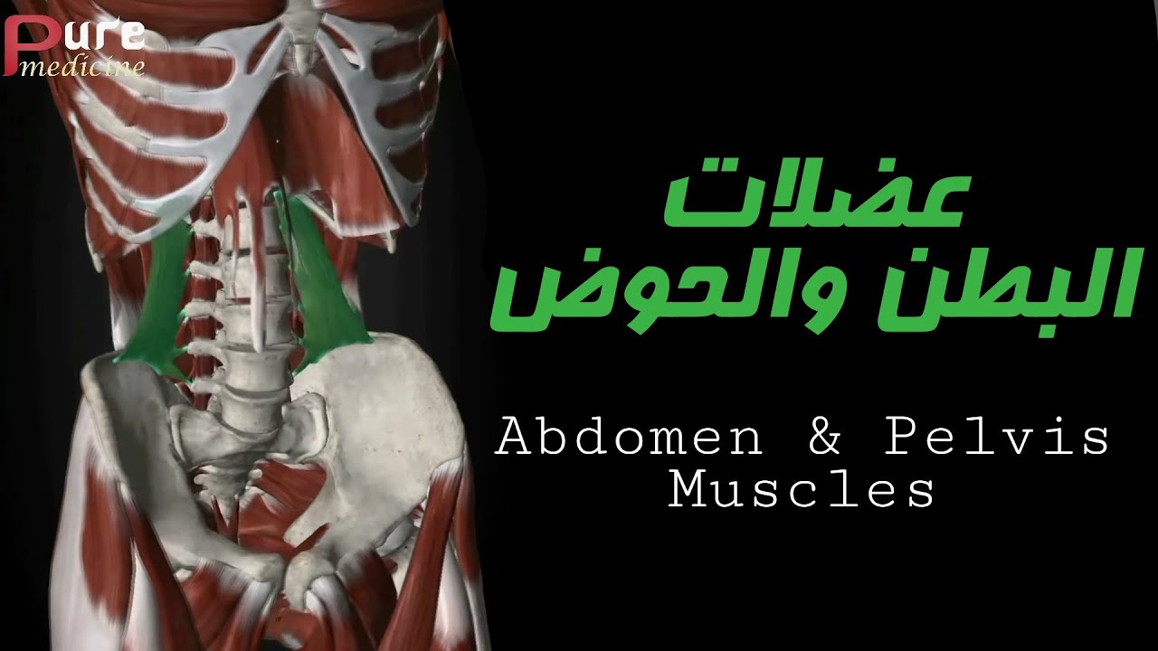 عضلات البطن والحوض Abdomen & Pelvis Muscles