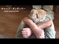 甘えすぎるウサギ(チャップ・ダンダンウー) Too too dependent rabbit