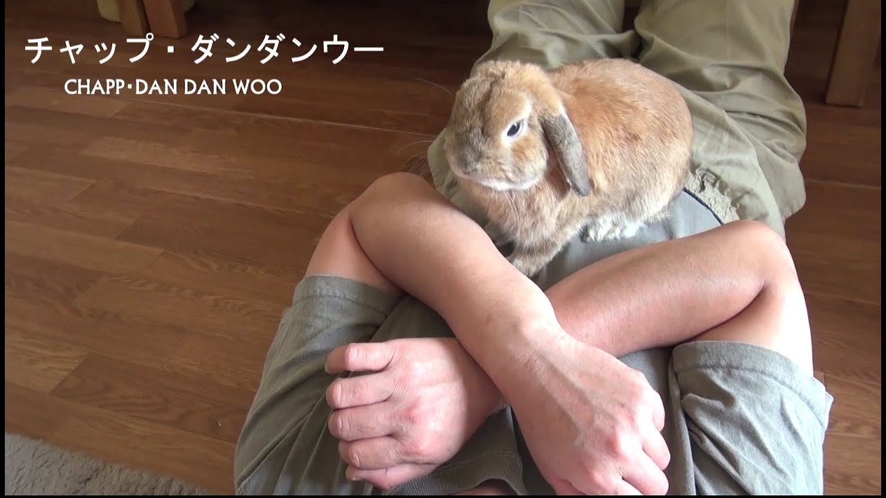 Dependent Rabbit 甘えすぎるウサギ(チャップ・ダンダンウー) Too too dependent rabbit - YouTube