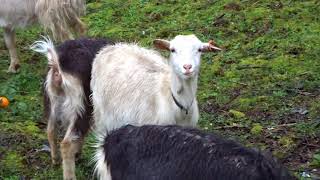 Igreja do Salvador de Unhão - Felgueiras