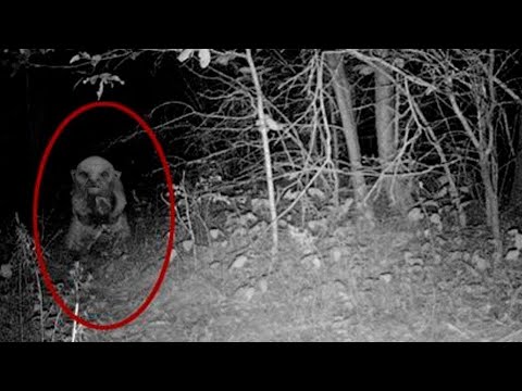 Video: Creepy Goblin Caught On Camera In Argentina? - Alternative View