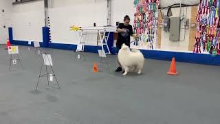 Video 3 AKC Virtual Rally Novice Course 5