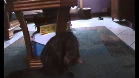 Cyril-Albert le chat