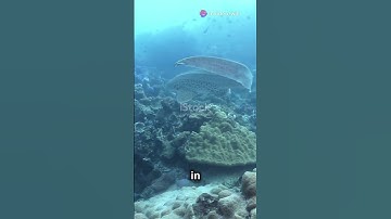 Meet the Leopard Shark! 🌊