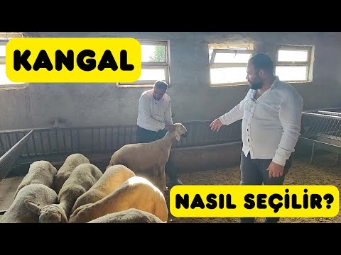 KAZANDIRAN KOYUN NASIL SEÇİLİR? (Hasan Gül'ün Çiftliğindeyiz)