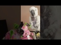 Jersey the Umbrella Cockatoo Playing With Stuffed Toy Cat | PARROT VIDEO OF THE DAY