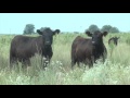 Gardiner angus ranch registered females