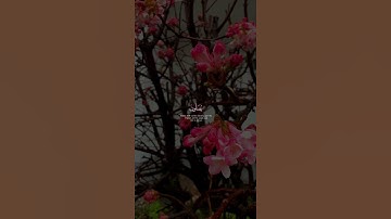 #هزاع_البلوشي | سورة الأحزاب