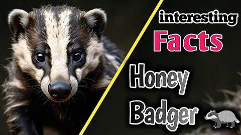 Stoffel, the honey badger that can escape from anywhere! #experiment #interestingfacts #facts #uk
