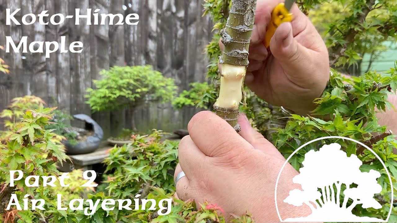 Creating Koto-Hime Bonsai from Nursery Stock (Part 2) - Greenwood Bonsai