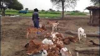 kaliba  jihumbi. mugaga wa kutibu Ng,ombe zizae mamba take 0625796138