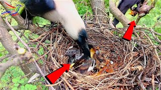 Indian crow attack in myna baby || Crow attack in birds baby || Animals and Birds