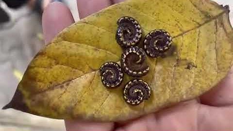 PERFORMANCE TASK 2: MY VLOG: PATTERNS IN NATURE