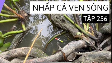 Tập 256 - Con Sông Này Còn Rất Nhiều Cá Rô Đồng