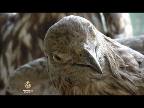 Video: Ugrožene životinjske vrste