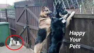 Funniest Cats And Dogs Videos 😁 - Best Funny Animal Videos 2023 🥰 Part 155 @petcollective