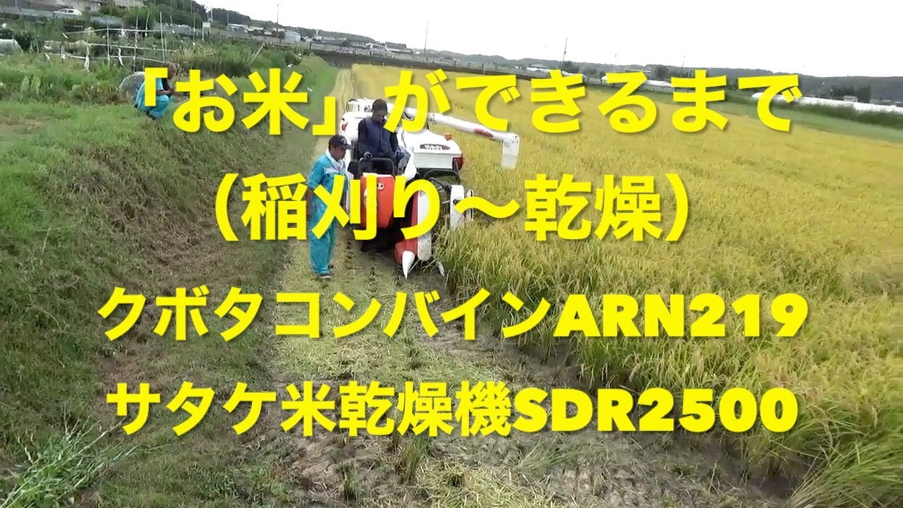 お米ができるまで（稲刈り〜乾燥）クボタコンバイン→サタケ乾燥機 
