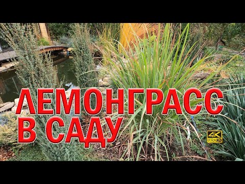 Лемонграсс и наш осенний сад. Лимонная трава, Цитронелла. Lemongrass