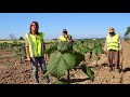 paulownia un mese dopo taglio tecnico 2018!!!0049/1623434111