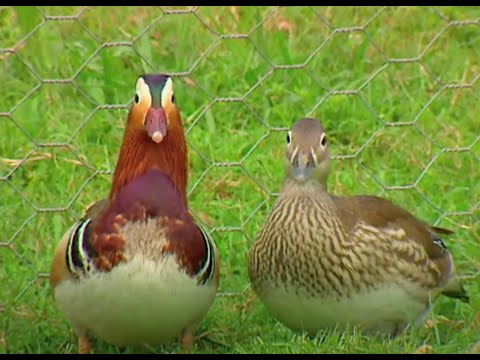 Mandarin Duck Burke's Backyard Pet Road Test