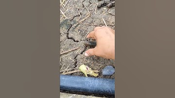 cá rô lóc lên bờ