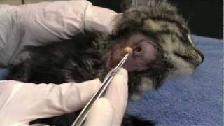 botfly kitten