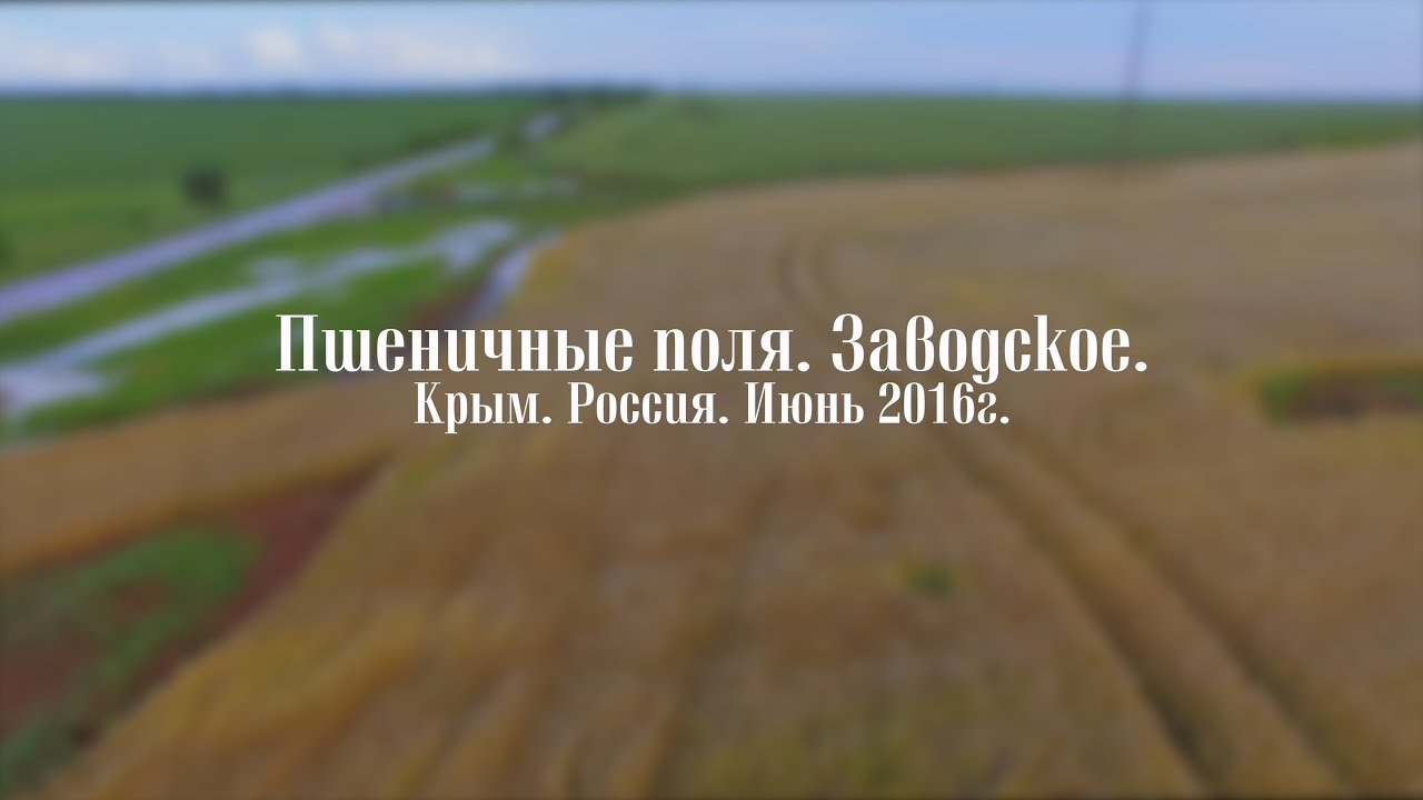 фото пшеничные поля