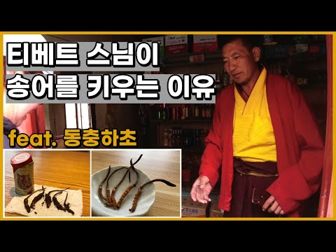 중국 동티베트 여행 Ep.6 동충하초로 술 담그기 & 스님이 운영하시는 횟집?