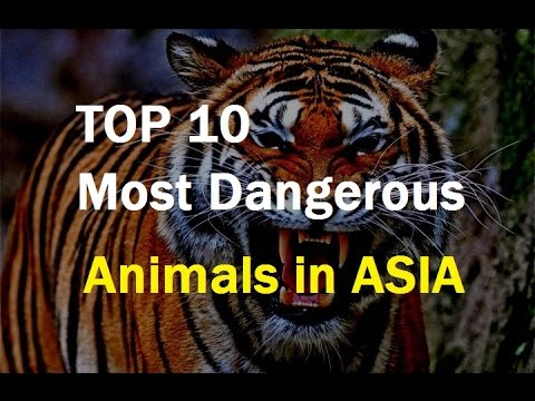 The most dangerous animal. Dangerous animals. The most Dangerous animal in the World. Animals in Danger.
