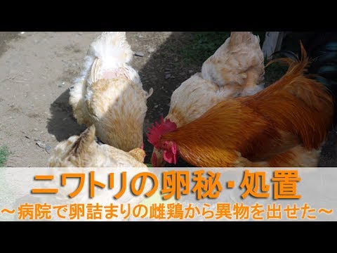 ニワトリの卵秘 処置 ペット病院で卵詰まりの雌鶏から異物を出せた Youtube