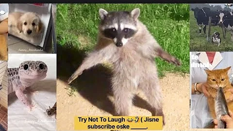 Funniest Animal Videos Ever (Part 1)Doraemon in hindi |Doraemon new ep inhindi |doraemon cartoon|