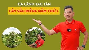 Hướng dẫn tỉa cành tạo tán cho sầu riêng con | Nông Nghiệp Tây Nguyên TKA