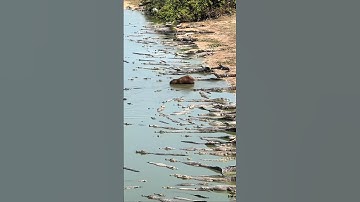 Crocodiles talk about danger!.           #crocodile #animals #youtubeshorts #funny #human #knowledge