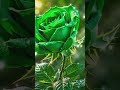 💚Зумрад Атиргул Жилоси #BeautifulFlowers 🌹✨