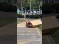 La caja 📦 gigante 🤣 #viral #humor #trending #funny #prank #virales
