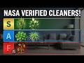 These 6 Plants Remove Toxins From Your Home (NASA Verified)