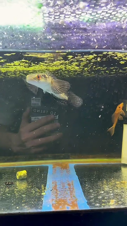 https://vt.tiktok.com/ZSSFr9cBm/ #cabaymau #guppy #aquarium #channa #caloc #caloccanh #calocvayrong