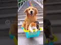 階段スライダーを楽しむ犬猫マーモットが可愛すぎた🐱🐹🐶💨 #catdog #marmot #funnyanimals #funnypets