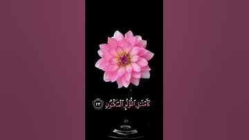 صباح الخير🌸حالات واتس اب🌸مقاطع قصيره🌸قران كريم سورة الواقعه🌸وحور عين كأمثال اللؤلؤالمكنون🌸بدون حقوق