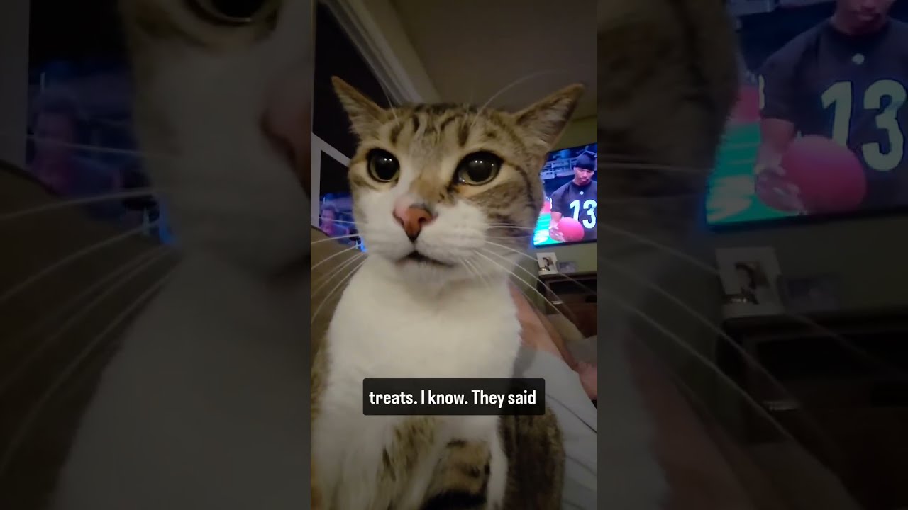 CAT GETS CALLED FAT AND CRIES ABOUT NOT GETTING TREATS 