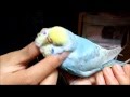 セキセイインコ♀ぴーちゃん手のひらでリラックス中Palm relax parakeet