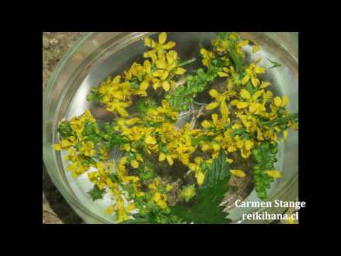 Video: Paplitusi Agrimonija - Naudingos Savybės Ir Agrimonijos Auginimas. Agrimony Receptai