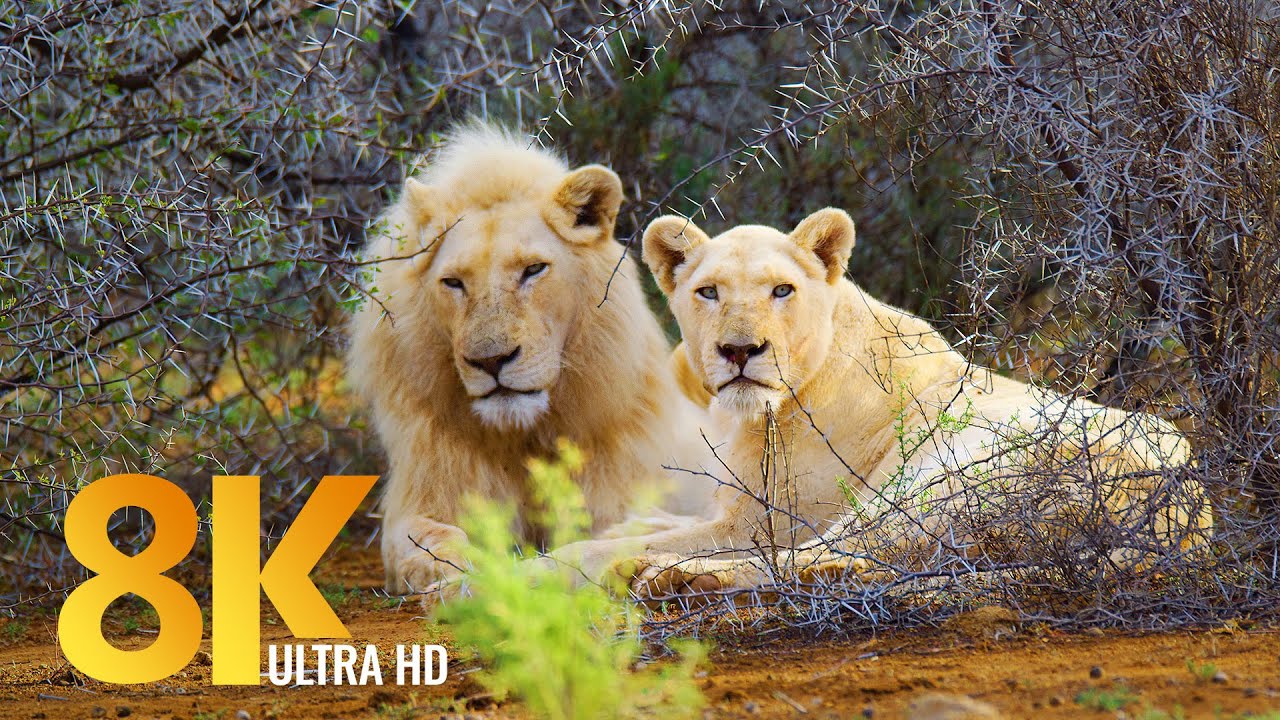 8K African Nature and Wildlife of Sanbona Wildlife Reserve - Relaxation Video   Sounds of Africa