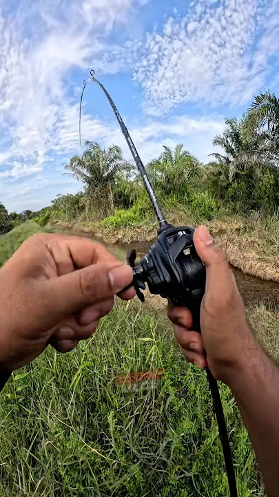 CASTING HARUAN | SOFTIES JERK SHAD