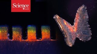 Watch a gel embedded with heart cells change color with every beat